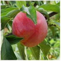 자두 왕자두 [접목1년] kjot