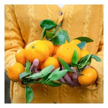 산지직송 제주 감귤 5kg 대과(L-2L)