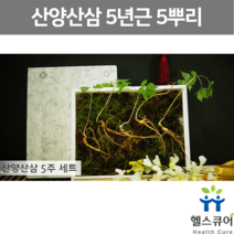 5년근 산양산삼 5뿌리 산양삼 장래삼 국산 산삼 장뇌삼 인삼 사포닌 강원도 자연산 장뇌산삼 부모님 효도 명절 선물