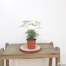 러브코리아 아스파라거스(소) 공기정화식물 독특한분위기연출식물, 단품, 1개