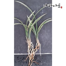 나라아트 난 일향금(3-4촉) 동양란 풍란 난화분