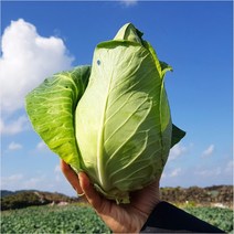 갓 수확한 청정 제주 고깔양배추 3Kg 1박스 산지직송