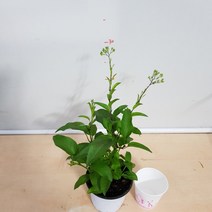 [용이네 화원] 어여쁜 꽃이 피는 배풍등 040 농원