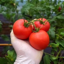 민수팜 순이네 무농약 찰토마토 3kg 5kg