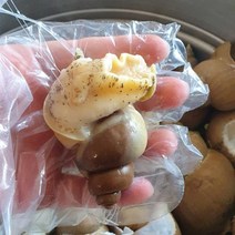 포항 구룡포 산지직송 100% 품질과 수율을 보장하는 자연산 백고동, 백고동 소 500g (25미 내외)