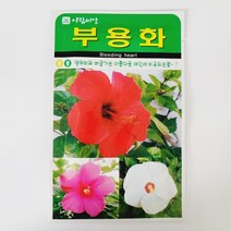 부용화씨100립