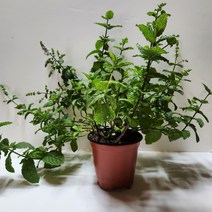 자유롭게자란 페퍼민트화분