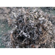 자연에서 자란 쑥 건조쑥 말린쑥, 건조쑥100g, 1개