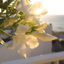 [캔들이케아] 국내산 프래그런스 100ml 오일 108종, 44_모링가