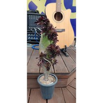 팅커벨 흑법사철화