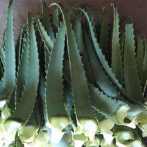 유기농 알로에 아보레센스 생잎 5kg, 1개