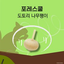 포레스쿨 도토리나무팽이, 1개