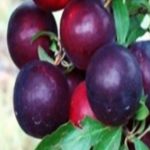 체리나무 묘목 바이오 체리나무 2년생 자가수정, [ 바이오체리나무 2년생 ]