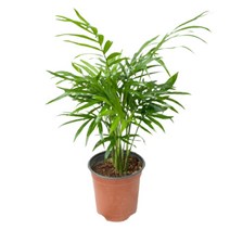 팡팡플랜트 실내 공기정화식물, 1개, 테이블야자(10cm)