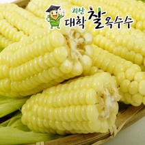 [가을생물 옥수수-예약중] 2023년 햇거 특A품 괴산대학찰옥수수 냉동/햇생물 2가지, 30개입, 햇대학찰옥수수 생물/특품
