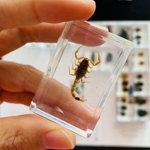 조각품 명확한 수지 문진 견본에있는 각종 곤충, 20 20