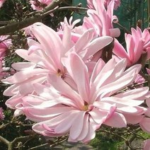 세종식물원 목련나무 별목련 던 (Dawn) 돈 2L사각 화분, 1개