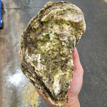 피기푸드 산지직송 통영 삼배체굴 수출용 삼배채굴 생굴 벚굴 깐 굴 각굴 석화 굴 바위굴 김장 하프쉘 하프셀 1kg 3kg 5kg 10kg, 삼배체굴10kg