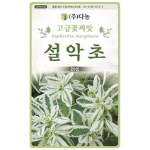 설악초씨앗 20립, 단품