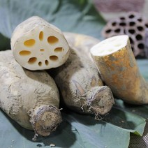 [이베따] 아삭한 국내산 연근 실속형 1kg~5kg 흙연근, 1박스, 흙연근 1kg(실속형)