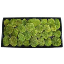 국산 비단이끼 한판(30cmx60cm) 롤링모스가든, 1개
