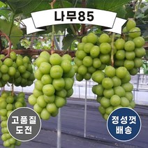 (나무85) 포도나무묘목 8종 시리즈 중 택1, 7. 마이하트 접1포트, 1개