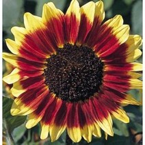 제이원플라워 레드 링 해바라기 씨앗 20립