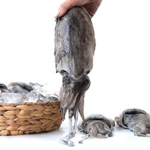 [착한손] 자연산 갑오징어 생물 활 급냉 갑 오징어 산지발송, 자연산 활 갑오징어 급냉 2미 1kg