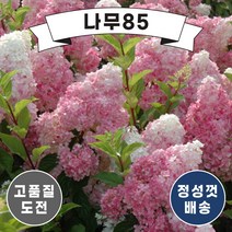 (나무85) 목수국나무 포트, 1.라임라이트 포트(2주묶음), 1개