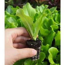 모종팜 꽃상추10개 청상추10개 총20개 반반 판매, 1세트