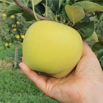 시나노 골드 사과 황금사과 노란사과 2kg 5kg 10kg, 시나노 골드 5kg 대과 (14과 내외)