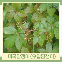 담쟁이 모종 다년초 미국담쟁이(오엽담쟁이) 포트묘 30개(한판)