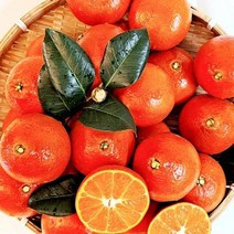 설선물 설날 제주도홍매향 하우스홍매향 소과 2kg 벌크 한라봉 밀감 제주특산물 제주선물 천혜향 레드향 홍