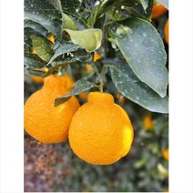 [지삿개농장]서귀포 명품 엄블랑한라봉 선물용 가정용 2KG 3KG 5KG 10KG 고당도, [오늘출발] 가정용, 3KG(중소12~15과), 1개