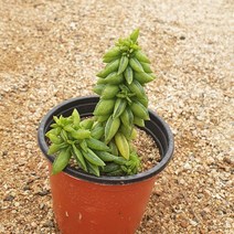 [다육식물]소형청페페로미아, 1개