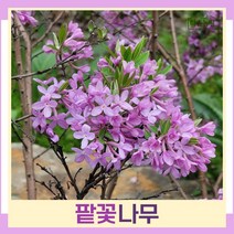 팥꽃나무 묘목 키80cm 포트묘 1개
