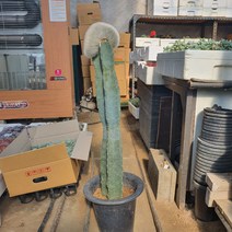 밍크선인장 (키약 70~80cm) 희귀선인장