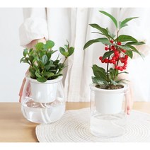 스파트 몬스테라 반려식물 수경재배용 화분 홈가드닝, 원기둥형