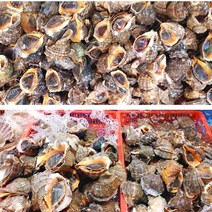 제철 자연산 참소라 1kg 대(2-5미) 1kg, 참소라(소소) 1kg (20미 전후), 1개