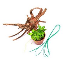 Diy 수초 나도한다 골든나나에 유목활착세트 어항 수족관 꾸미기.헬로아쿠아