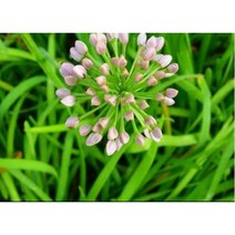 두메부추씨앗 1g (약100립) (WJ)