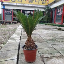 소철 중품 30~45cm 149, 1개