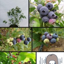 블루베리 묘목 30주