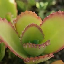 러브코리아 물드는 노랑 만손초 예쁜 다육 랜덤발송1-20, 단품, 1개