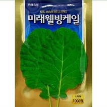 아시아종묘 케일 씨앗종자 맛짱케일 1000립