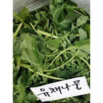 제주도 유채나물 유채 시나나빠 동초나물, 1kg