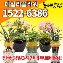 철골소심 호접난 호접란 만천홍 산천보세 대국 채홍 일향 덴파레 온시디움 황금 투각분, (선택31)황금채홍