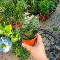 타이거산세베리아 소품 다육식물 선인장 10~30cm 29
