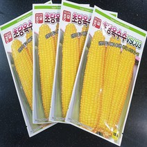 맛있는 생식용 초당 옥수수씨앗 종자 100립, 초당옥수수 100립