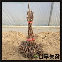 (나무농장) 두릅나무 민참두릅 삽목2년 묘목 ( 5주묶음 )